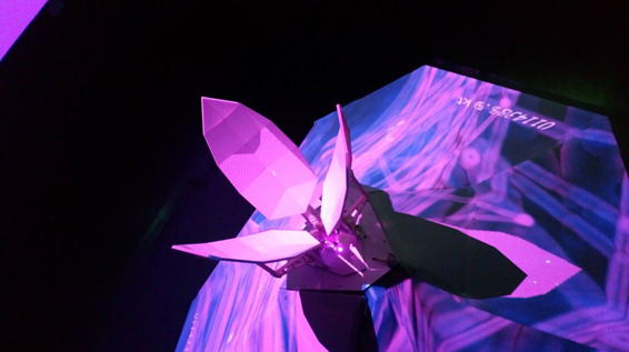 Tradescantia, geometrías en danza y colisión